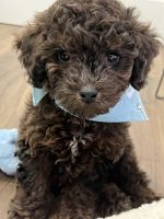 Golden Doodle Puppies for sale in Linden, New Jersey. price: $6,000