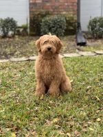 Golden Doodle Puppies for sale in Valrico, Florida. price: $1,500