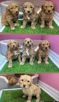 Golden Doodle Puppies for sale in Elgin, IL 60120, USA. price: $1,000
