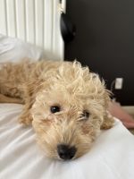 Golden Doodle Puppies for sale in Commerce City, Colorado. price: $1,000