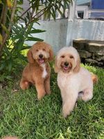 Golden Doodle Puppies for sale in Cape Coral, Florida. price: $5,000