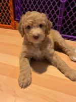 Golden Doodle Puppies for sale in Pasadena, CA, USA. price: $600