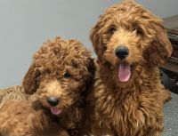 Golden Doodle Puppies for sale in Sandy, Utah. price: $1,750