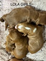 Golden Doodle Puppies for sale in Ocala, Florida. price: $2,000