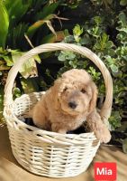 Golden Doodle Puppies for sale in Newhall, California. price: NA