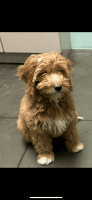 Golden Doodle Puppies for sale in Charleston, South Carolina. price: $2,500