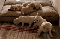 Golden Doodle Puppies for sale in West Milton, Ohio. price: $150