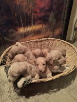 Golden Doodle Puppies for sale in Edmond, Oklahoma. price: $600