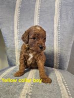Golden Doodle Puppies for sale in Nampa, Idaho. price: $1,800