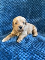 Golden Doodle Puppies for sale in Byesville, Ohio. price: $1,500