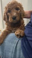 Golden Doodle Puppies for sale in Bedford Heights, Ohio. price: $250
