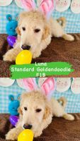 Golden Doodle Puppies for sale in Houston, Texas. price: $1,000