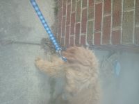 Golden Doodle Puppies for sale in Indianapolis, Indiana. price: $1,000