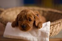 Golden Doodle Puppies for sale in St. George, Utah. price: $3,000