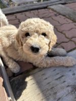 Golden Doodle Puppies for sale in Vancouver, Washington. price: NA