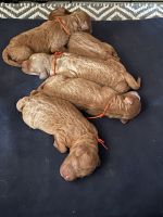 Golden Doodle Puppies for sale in Hobbs, New Mexico. price: NA