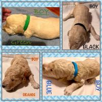 Golden Doodle Puppies for sale in Midwest City, OK, USA. price: $1,300