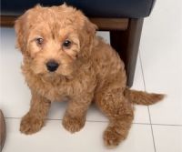 Golden Doodle Puppies for sale in Miami, Florida. price: $1,000