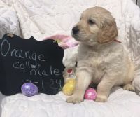 Golden Doodle Puppies for sale in Shelbyville, TN, USA. price: $500