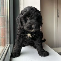 Golden Doodle Puppies for sale in Brooklyn, New York. price: $1,750