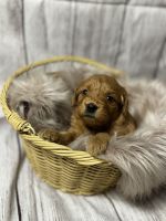Golden Doodle Puppies for sale in Orange County, CA, USA. price: $2,500
