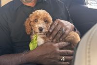 Golden Doodle Puppies for sale in West Palm Beach, Florida. price: $1,500