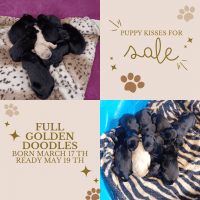 Golden Doodle Puppies for sale in Lake Luzerne, New York. price: $1,600