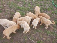 Golden Doodle Puppies for sale in Columbia City, Indiana. price: $1,000