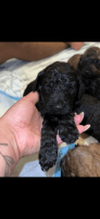 Golden Doodle Puppies for sale in Waldorf, Maryland. price: $1,500