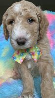 Golden Doodle Puppies for sale in Billings, MT, USA. price: $2,195