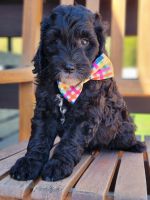 Golden Doodle Puppies for sale in Guyton, GA 31312, USA. price: $1,800
