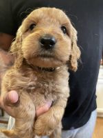 Golden Doodle Puppies for sale in Olympia, Washington. price: $800