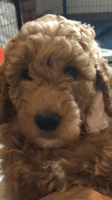 Golden Doodle Puppies for sale in Lakemore, Ohio. price: $2,000