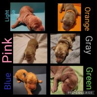 Golden Doodle Puppies for sale in Fall River, Massachusetts. price: $1,500