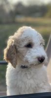 Golden Doodle Puppies for sale in Jackson, Tennessee. price: $700