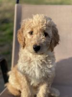 Golden Doodle Puppies for sale in Jackson, Tennessee. price: $700