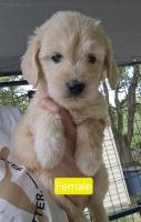 Golden Doodle Puppies for sale in McAlpin, Florida. price: $1,200