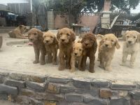 Golden Doodle Puppies for sale in San Diego, CA, USA. price: $800
