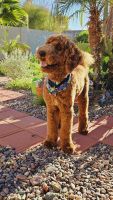 Golden Doodle Puppies for sale in Phoenix, Arizona. price: $1,000