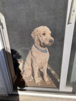 Golden Doodle Puppies for sale in Toledo, Ohio. price: $850