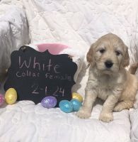 Golden Doodle Puppies for sale in Shelbyville, TN, USA. price: $500