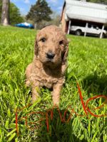 Golden Doodle Puppies for sale in Weatherford, Texas. price: $2,500