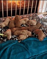 Golden Doodle Puppies for sale in Menifee, California. price: NA