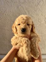 Golden Doodle Puppies for sale in Bakersfield, California. price: $700