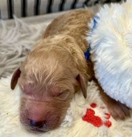 Golden Doodle Puppies for sale in Lehigh Acres, Florida. price: $1,500