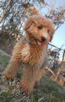 Golden Doodle Puppies for sale in Mount Juliet, Tennessee. price: $700