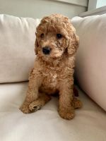 Golden Doodle Puppies for sale in Charleston, South Carolina. price: $4,000