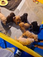 Golden Doodle Puppies for sale in Atlanta, Georgia. price: $2,800