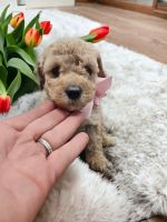 Golden Doodle Puppies for sale in Edwardsburg, Michigan. price: $950