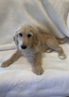 Golden Doodle Puppies for sale in Sesser, Illinois. price: $500
